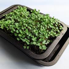Arugula Raw Microgreens Powder - Image 3