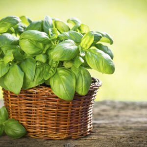 Basil